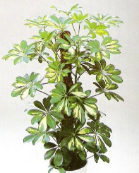 eflera (Schefflera) Bitkisi