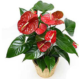 Antoryum (Anthurium) Bitkisi -Antoryum