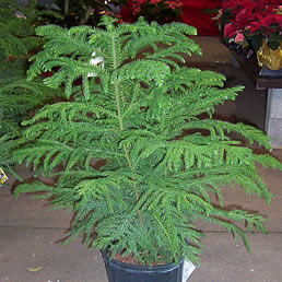 Arakorya (Araucaria) am -Arakoryaam