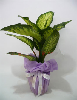 Difenbahya (Dieffenbachia) Bitkisi