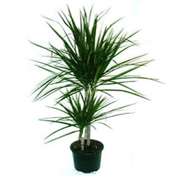 Dracena Tricolor Bitkisi