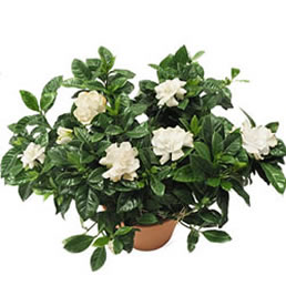 Gardenya (Gardenia) Bitkisi -Gardenya01