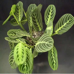 Maranta Bitkisi