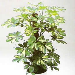 eflera (Schefflera) Bitkisi