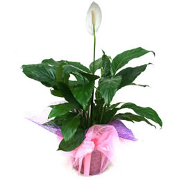 Spatifilyum (Spathiphyllum) Bitkisi -Spatifilyum