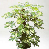 eflera (Schefflera) Bitkisi