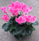 Sklemen (Cyclamen) Bitkisi