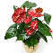 Antoryum (Anthurium) Bitkisi