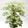 eflera (Schefflera) Bitkisi -eflera