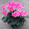 Sklemen (Cyclamen) Bitkisi -Sklemen