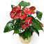 Antoryum (Anthurium) Bitkisi