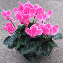 Sklemen (Cyclamen) Bitkisi