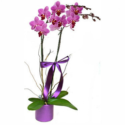 Orkide -Orkide01