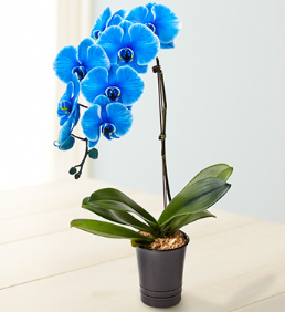 Orkide -Orkide01